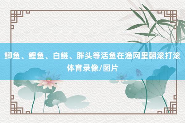 鲫鱼、鲤鱼、白鲢、胖头等活鱼在渔网里翻滚打滚体育录像/图片