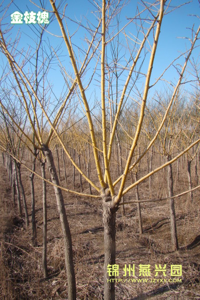 ../Images/金枝槐4.jpg
